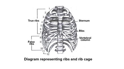how many true ribs|7.5 The Thoracic Cage – Anatomy & Physiology.